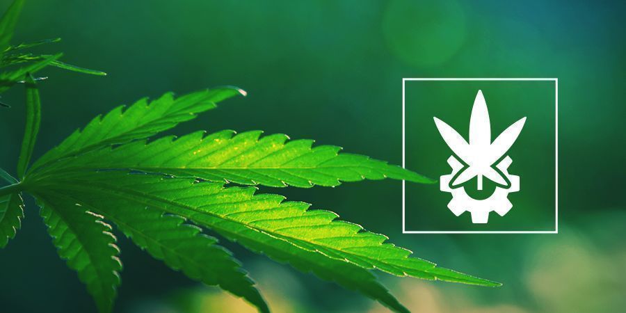 What Is Cannabis Ruderalis? - Zamnesia UK